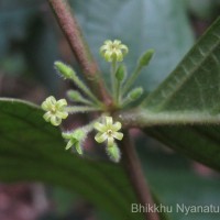 Glochidion moonii Thwaites 